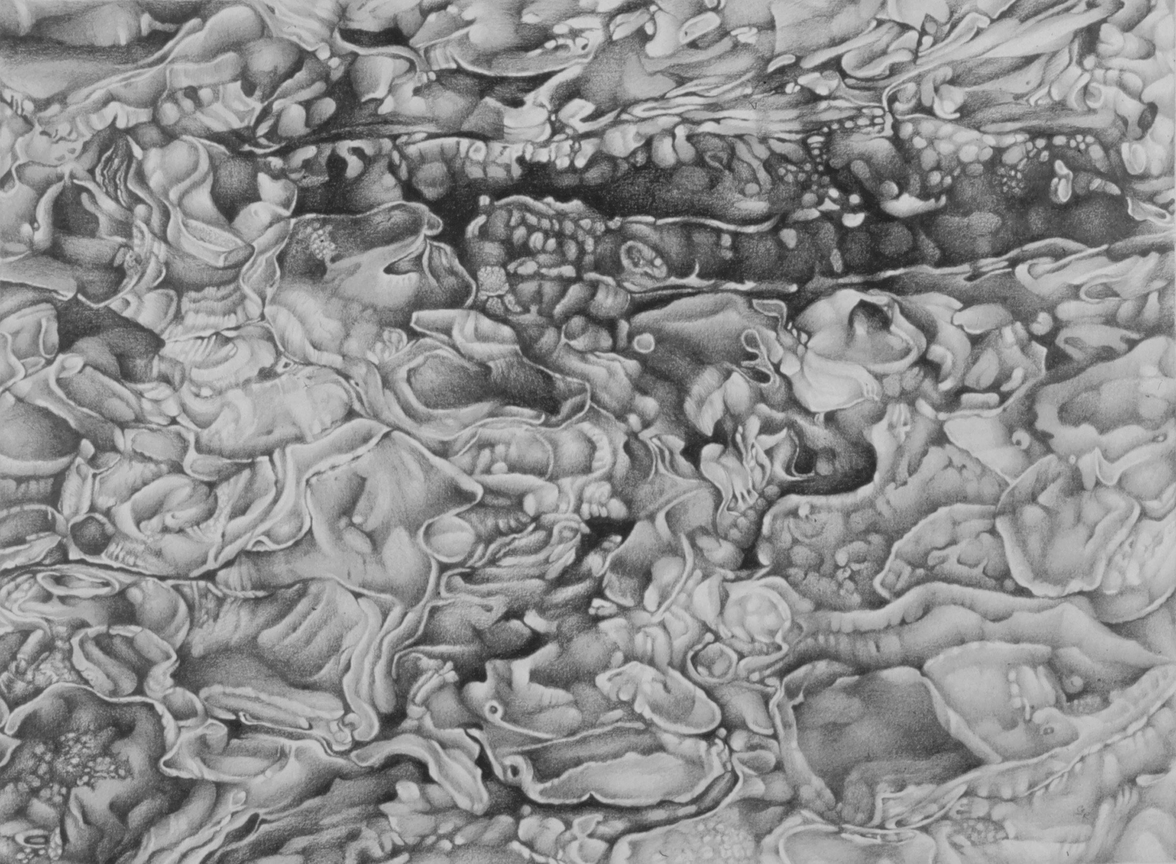 Detailed graphite drawing of intricate, organic textures resembling cellular structures in shades of grey.